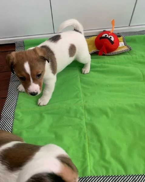 cuccioli di Jack Russel maschio e femmina | Foto 1