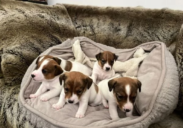 cuccioli di Jack Russel maschio e femmina | Foto 0