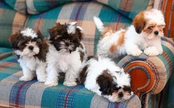 nostri cuccioli di Shitzu maschi e femmine
