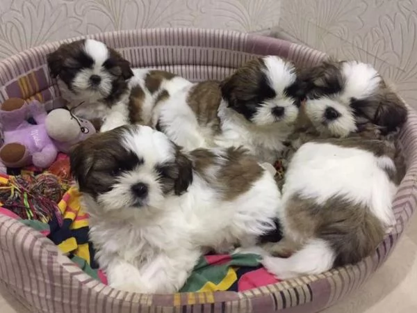 nostri cuccioli di Shitzu maschi e femmine | Foto 2