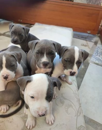 cuccioli di pitbull maschio e femmina