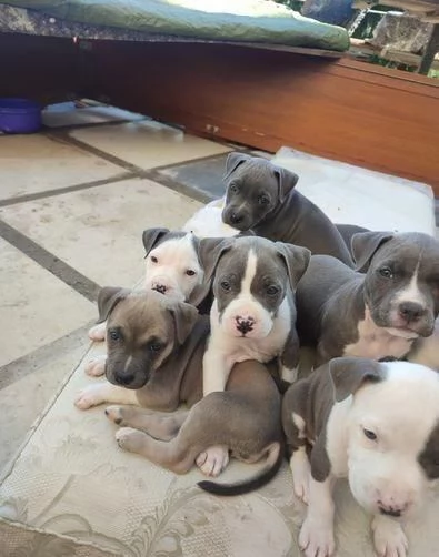 cuccioli di pitbull maschio e femmina | Foto 2