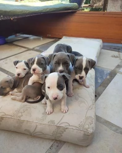 cuccioli di pitbull maschio e femmina | Foto 1