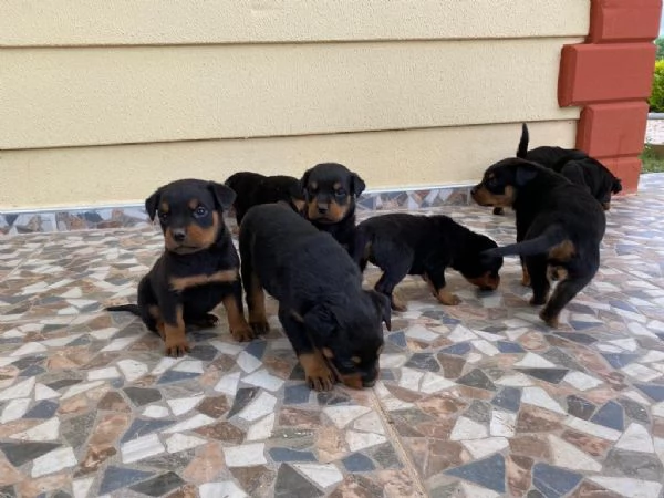 cuccioli di Rottweiler maschi e femmine
