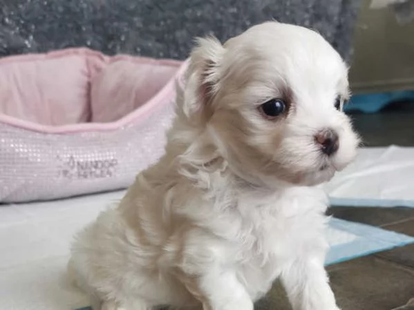 Maltesi cuccioli molto piccoli | Foto 2
