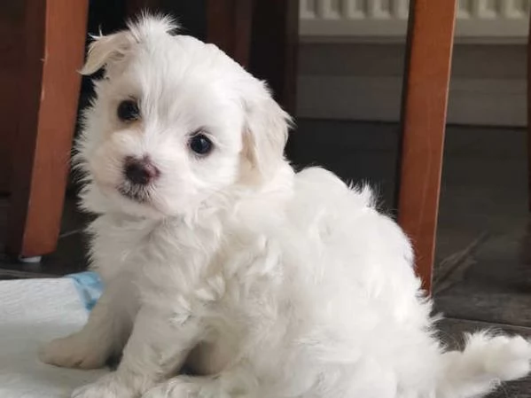 Maltesi cuccioli molto piccoli | Foto 0