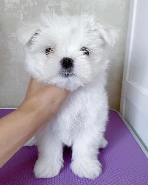 Maltese taglia toy | Foto 2