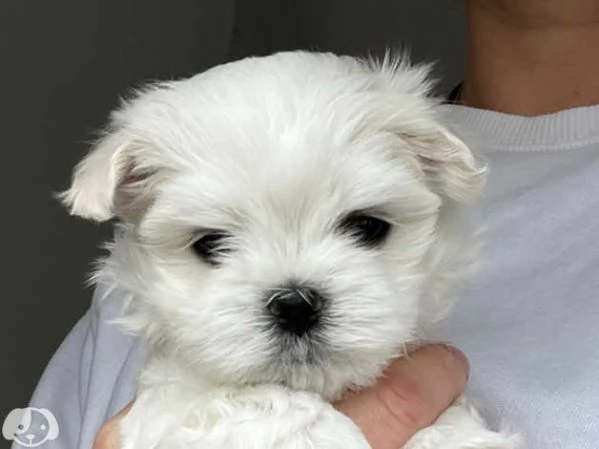 Cuccioli pura razza maltese | Foto 4