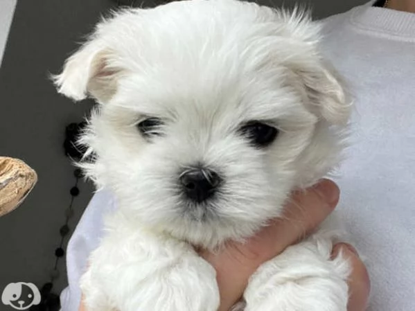 Cuccioli pura razza maltese | Foto 3