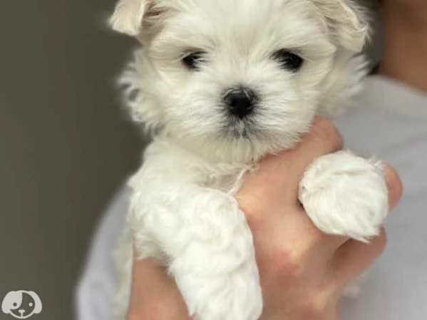 Cuccioli pura razza maltese | Foto 1