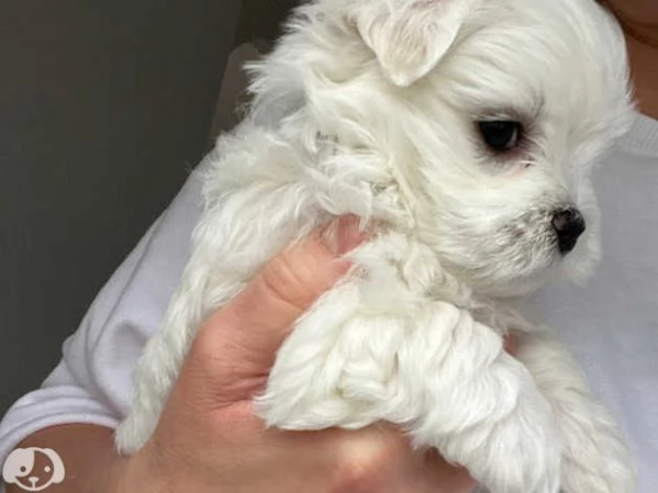 Cuccioli pura razza maltese | Foto 0