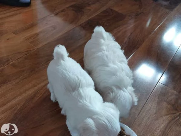 cucciola di Maltese | Foto 3