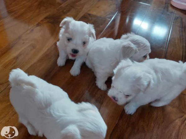 cucciola di Maltese | Foto 0