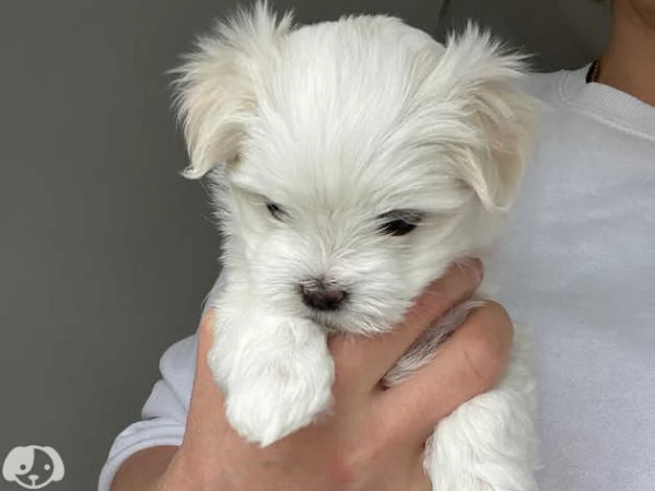 Cuccioli di Maltese taglia piccola | Foto 3