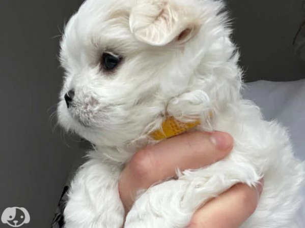 Cuccioli di Maltese taglia piccola | Foto 2