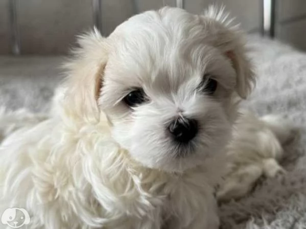 Cuccioli di Maltese taglia piccola | Foto 0