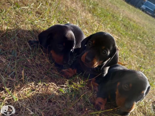 Bellissimi Cuccioli di Bassotto | Foto 3