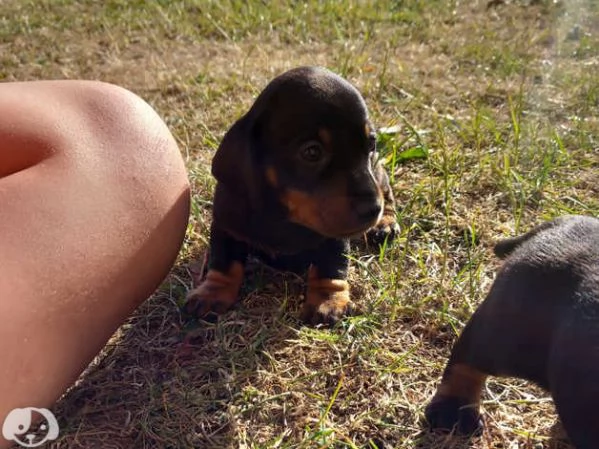 Bellissimi Cuccioli di Bassotto | Foto 2