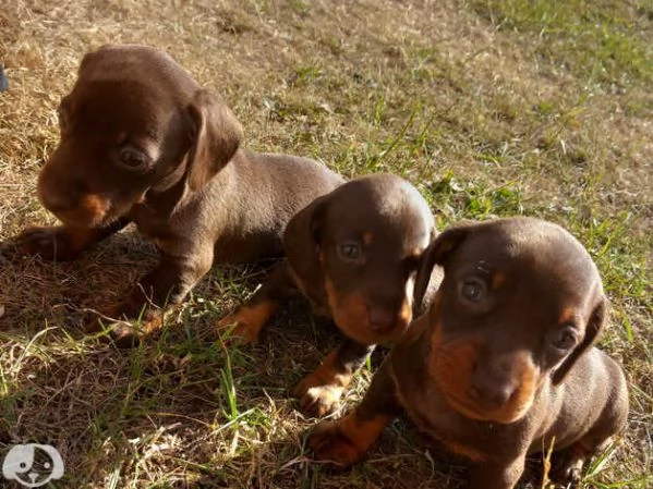 Bellissimi Cuccioli di Bassotto | Foto 1
