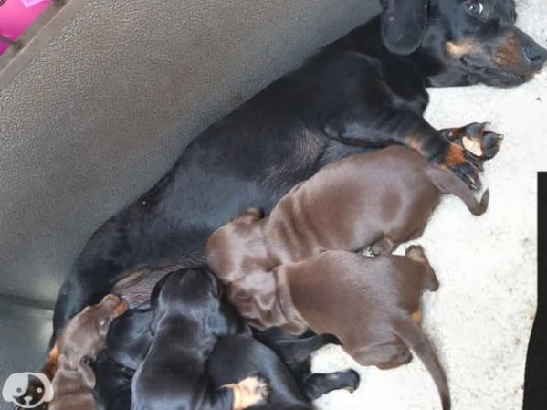 Bellissimi Cuccioli di Bassotto | Foto 0