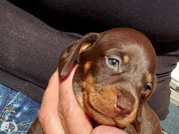 Splendidi cuccioli di bassotto | Foto 3