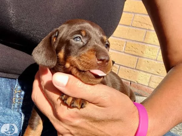 Splendidi cuccioli di bassotto | Foto 1