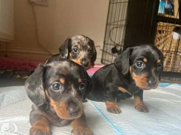 Cuccioli Bassotto Tedesco