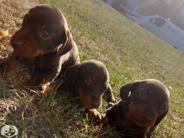 Cuccioli Bassotto Tedesco | Foto 0