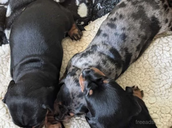 cuccioli di bassotto nano | Foto 3