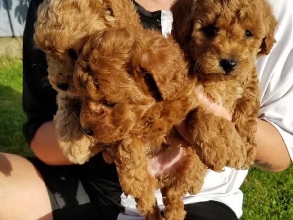 Disponibili cuccioli di barboncino  | Foto 1