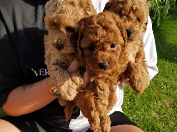 Disponibili cuccioli di barboncino 