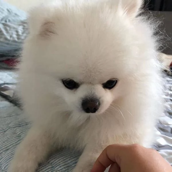 bellissimo cucciolo di pomerania | Foto 0
