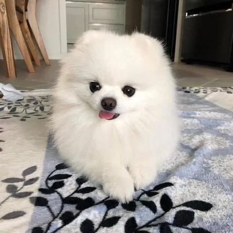 bellissimo cucciolo di pomerania