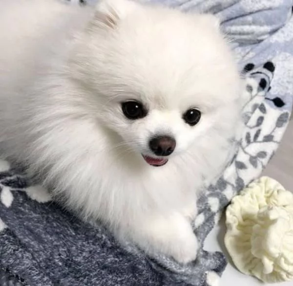 bellissimo cucciolo di pomerania | Foto 2