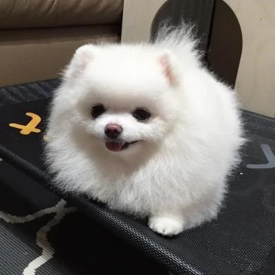 bellissimo cucciolo di pomerania | Foto 1