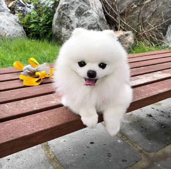 bellissimo cucciolo di pomerania | Foto 0