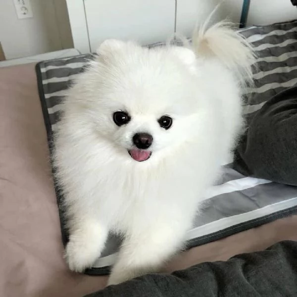 bellissimo cucciolo di pomerania | Foto 1