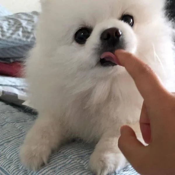 bellissimo cucciolo di pomerania | Foto 0