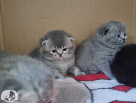 Gatti British Shorthair