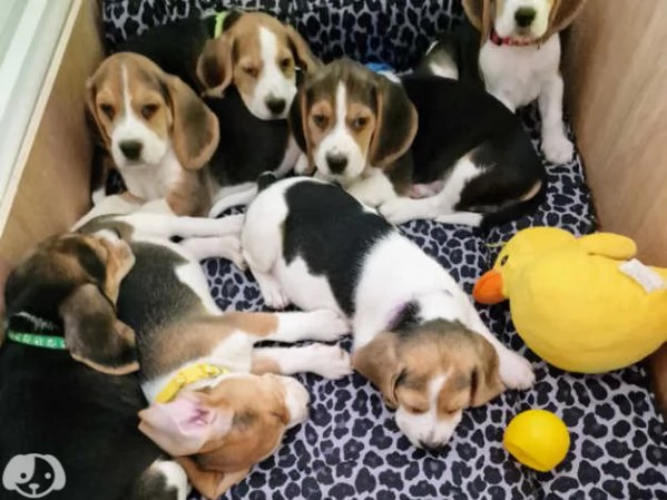 Beagle | Foto 1