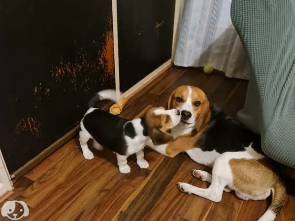 Beagle