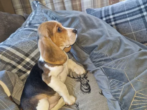 Beagle tricolore | Foto 3