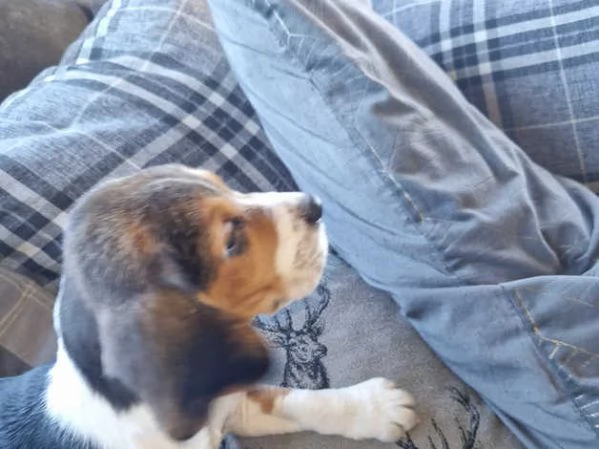Beagle tricolore | Foto 1