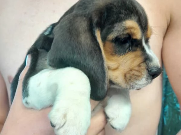 Bellissimi cuccioli di Beagle | Foto 3