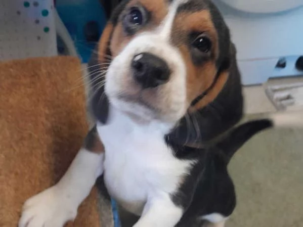 Bellissimi cuccioli di Beagle | Foto 2