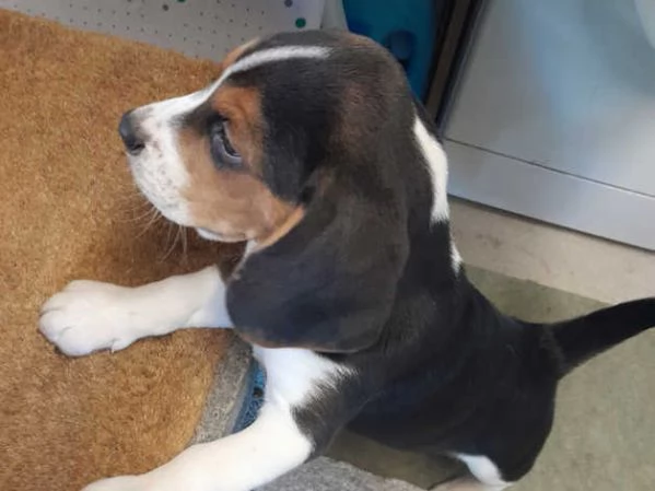 Bellissimi cuccioli di Beagle | Foto 1