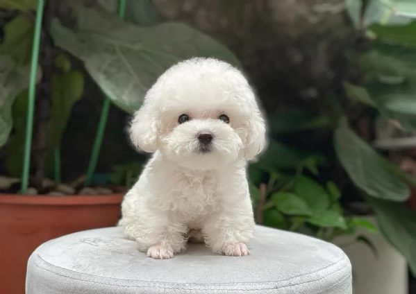 CUCCIOLI DI BARBONCINI TOY | Foto 0