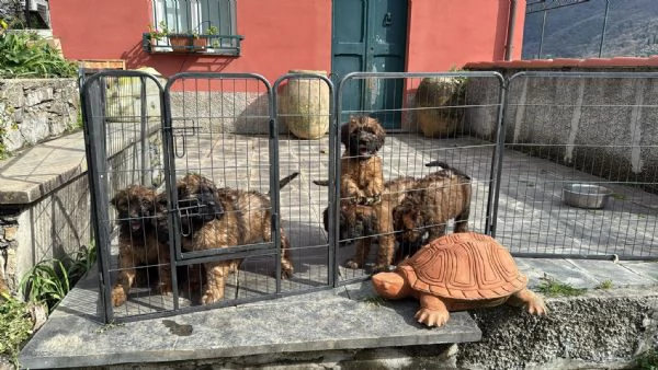 VENDESI CUCCIOLI