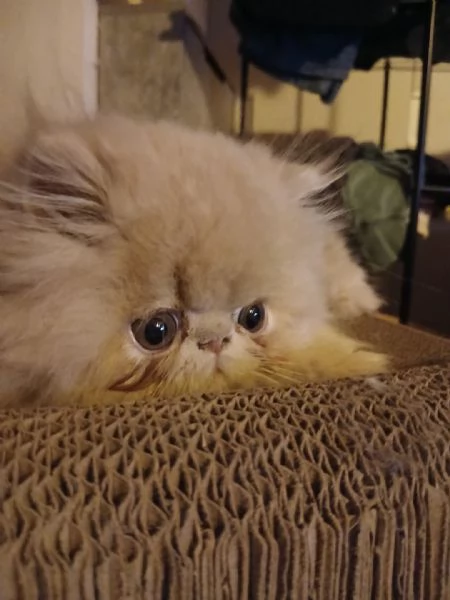 gattini persiani ed esotici | Foto 4