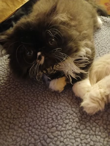 gattini persiani ed esotici